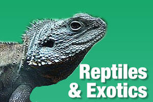 reptile pet shop